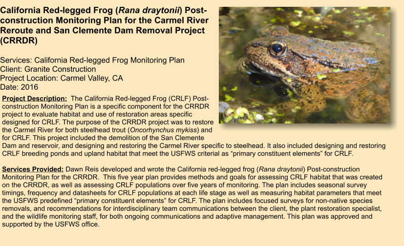 Project Description:  The California Red-legged Frog (CRLF) Post-construction Monitoring Plan is a specific component for the CRRDR project to evaluate habitat and use of restoration areas specific designed for CRLF. The purpose of the CRRDR project was to restore the Carmel River for both steelhead trout (Oncorhynchus mykiss) and for CRLF. This project included the demolition of the San Clemente Dam and reservoir, and designing and restoring the Carmel River specific to steelhead. It also included designing and restoring CRLF breeding ponds and upland habitat that meet the USFWS criterial as “primary constituent elements” for CRLF.   Services Provided: Dawn Reis developed and wrote the California red-legged frog (Rana draytonii) Post-construction Monitoring Plan for the CRRDR.  This five year plan provides methods and goals for assessing CRLF habitat that was created on the CRRDR, as well as assessing CRLF populations over five years of monitoring. The plan includes seasonal survey timings, frequency and datasheets for CRLF populations at each life stage as well as measuring habitat parameters that meet the USFWS predefined “primary constituent elements” for CRLF. The plan includes focused surveys for non-native species removals, and recommendations for interdisciplinary team communications between the client, the plant restoration specialist, and the wildlife monitoring staff, for both ongoing communications and adaptive management. This plan was approved and supported by the USFWS office.        California Red-legged Frog (Rana draytonii) Post-construction Monitoring Plan for the Carmel River Reroute and San Clemente Dam Removal Project (CRRDR)  Services: California Red-legged Frog Monitoring Plan Client: Granite Construction Project Location: Carmel Valley, CA Date: 2016
