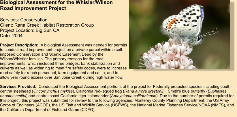 Project Description:  A biological Assessment was needed for permits to conduct road improvement project on a private parcel within a self-imposed Conservation and Scenic Easement Deed by the Wilson/Whistler families. The primary reasons for the road improvements, which included three bridges, bank stabilization and culverts as well as widening to meet fire safety codes, were to increase road safety for ranch personnel, farm equipment and cattle, and to allow year round access over San Jose Creek during high water flow.  Services Provided:  Conducted the Biological Assessment portions of the project for Federally protected species including south-central steelhead (Oncorhynchus mykiss), California red-legged frog (Rana aurora draytonii),  Smith's blue butterfly (Euphilotes enoptes smithi) and central coast California tiger salamander (Ambystoma californiense). Due to the number of permits required for this project, this project was submitted for review to the following agencies: Monterey County Planning Department, the US Army Corps of Engineers (ACOE), the US Fish and Wildlife Service (USFWS), the National Marine Fisheries Service/NOAA (NMFS), and the California Department of Fish and Game (CDFG).     Biological Assessment for the Whisler/Wilson Road Improvement Project  Services: Conservation Client: Rana Creek Habitat Restoration Group  Project Location: Big Sur, CA  Date: 2004